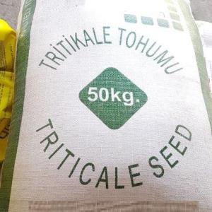 Triticale Seeds